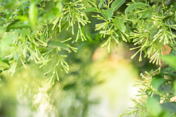 Green color blurred abstract background copy space