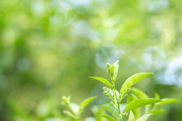 Green color blurred abstract background copy space