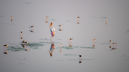 Birds in the backwaters