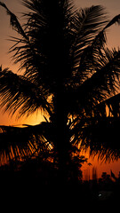 silhouette night photography