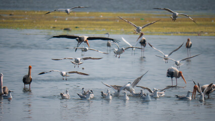 Backwater Birds Flying
