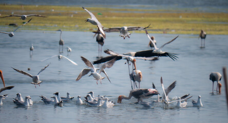 Backwater Birds Flying