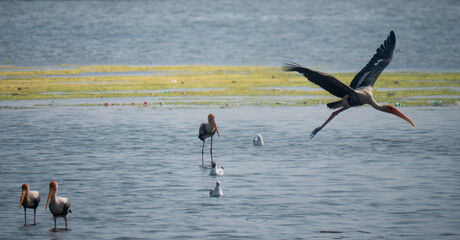 Backwater Birds Flying