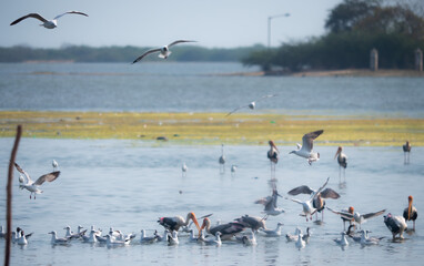 Backwater Birds Flying