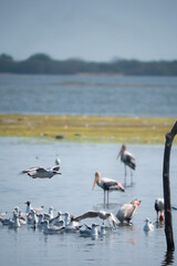 Backwater Birds Flying