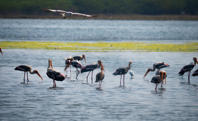 Backwater Birds Flying