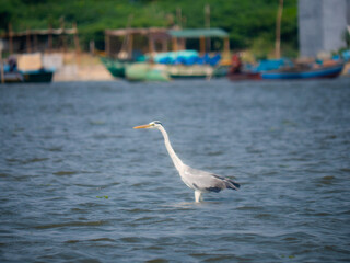 Backwater Birds Flying