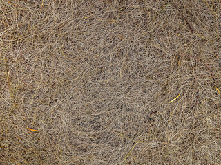 The dried pine leaves fall down on the floor. Brown nature background of autumn fallen pine needles and leaves in a fall season forest. natural backdrop for concept and design. Fallen twigs on ground.