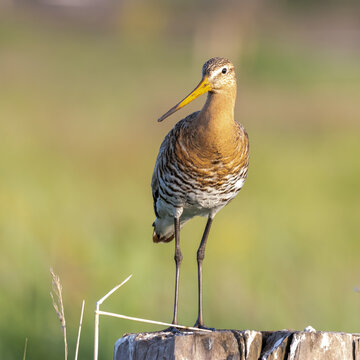 Blacktailed gotwit