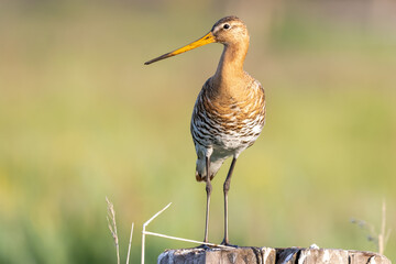 Blacktailed gotwit