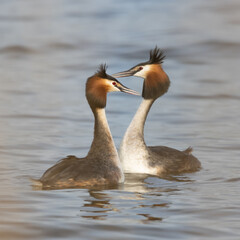 Grebe