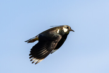 lapwing in flight