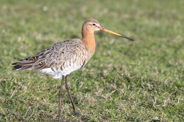 Blacktailed gotwit