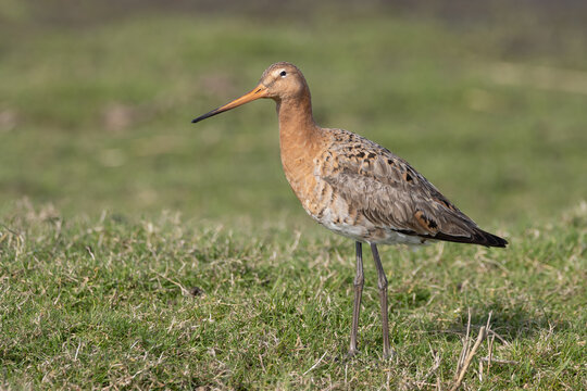 Blacktailed gotwit