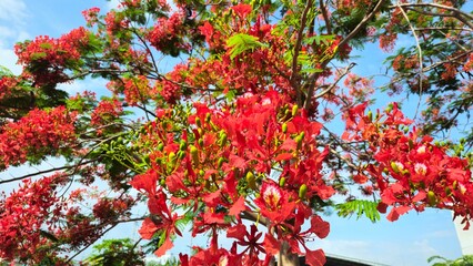 Close up of flamboyant blooming in sunny day at Mekong Delta Vietnam known as Royal poinciana or Mohur tree.