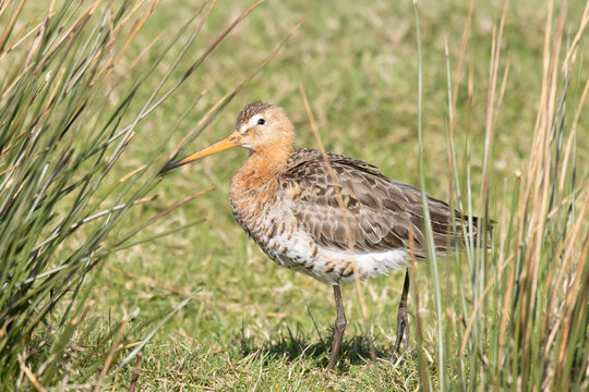 Black-tailed gotwit