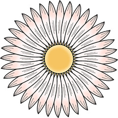 봄꽃 데이지 꽃 일러스트