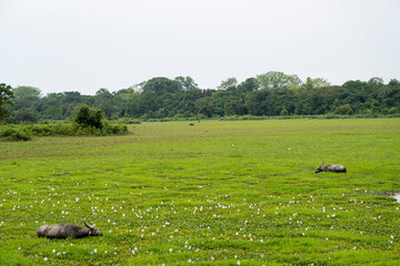 Wild Buffalos Grazing in the Wetland of Kaziranga National Park of Assam Wide Angle Shot. Exclusive...