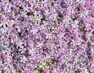 Fototapeta premium many small daisy chamomile flowers full screen close-up texture
