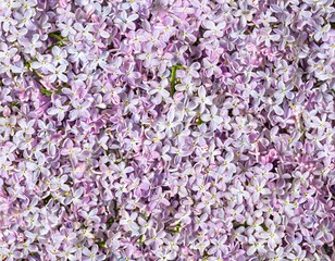 Fototapeta premium many small lilac flowers full screen close-up texture background