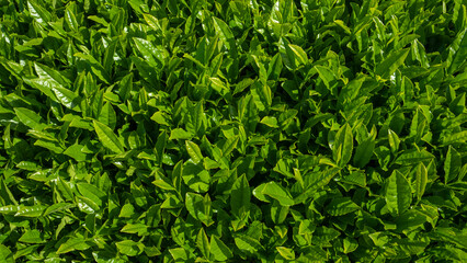 full screen japanese green tea leaves