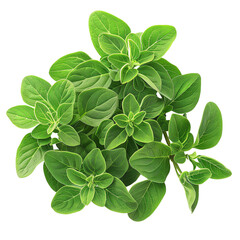 Fresh oregano herb leaves. Isolated on white background.