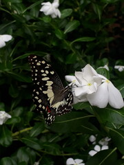  butterfly on a flower, Madagascar, periwinkle