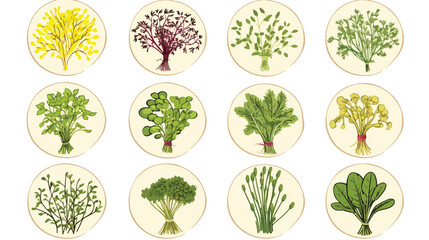 Fresh Microgreens botanical engraved vector round l