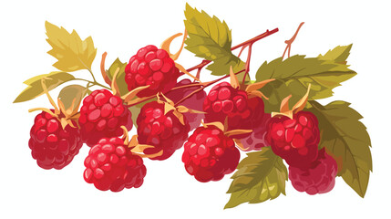 Fresh raspberry with leaves whole vector illustrati