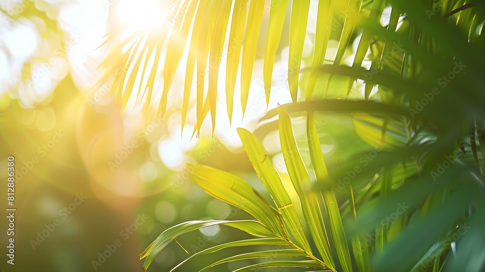Aufkleber blurred summer background of free space for your decoration and palm leaves with sun light : generat