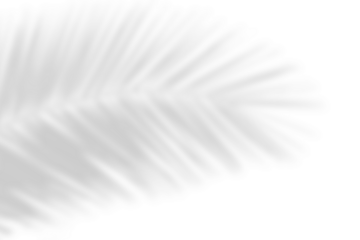 Realistic shadow effect overlay on transparent background. Natural shadow of palm leaves. tropcal tree branch shadow. Luxury summer decoration design elements