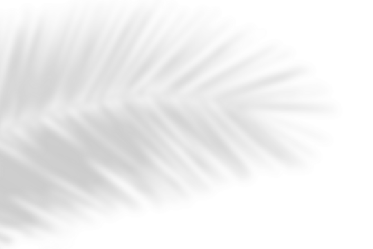 Realistic shadow effect overlay on transparent background. Natural shadow of palm leaves. tropcal tree branch shadow. Luxury summer decoration design elements