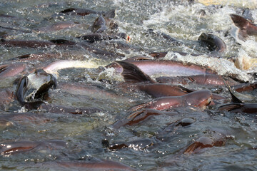 Fototapeta premium Fish in the pond for cooking