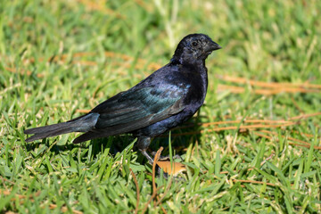 Molothrus bonariensis, chamón parásito, moraju, mirlo or tordo black bird perched in a grass.