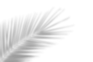Palm leaf shadow on transparent background. Natural shadow from tropical coconut palm leaves. Tree branch shadow effect overlay. Summer decoration design elements