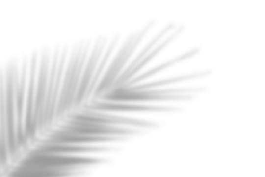 Palm leaf shadow on transparent background. Natural shadow from tropical coconut palm leaves. Tree branch shadow effect overlay. Summer decoration design elements - Powered by Adobe