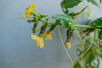 Black aphids on cucumbers. A harmful insect on the plant in the garden. Cucumber and aphid....
