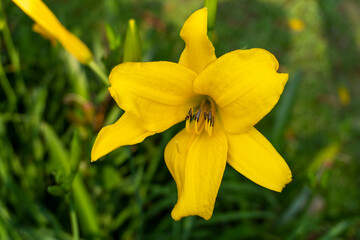 Lillies Yellow Lily or Hemerocallis or April Rose Flower Blooming Close up 1
