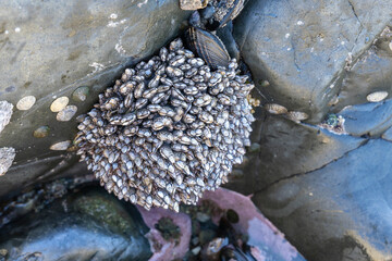 Gooseneck barnacle colony on a rock