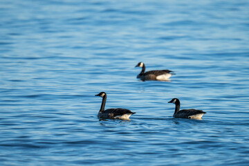 Canadian geese swimming in the ocean