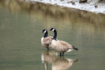 Canadian geese standing on pond