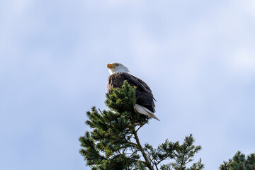 Bald eagle on a conifer tree