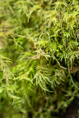 Moss growing on tree barck