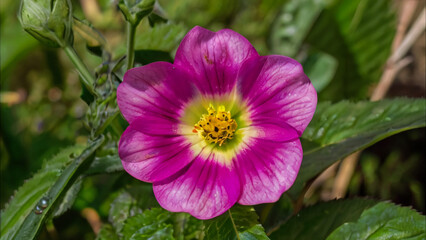Purple Chrysanthemum in flower garden agriculture background with soft focus. And have some space for write wording

