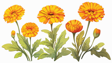 Hand drawn colorful calendula flowers with leaves s