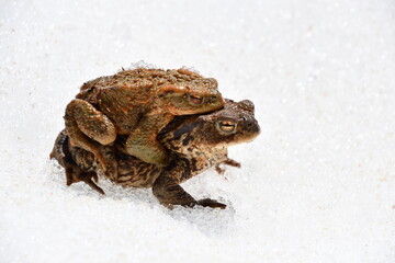 Common toads / European toads (Bufo bufo) on snow
