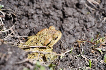 Common toad / European toad (Bufo bufo) 
