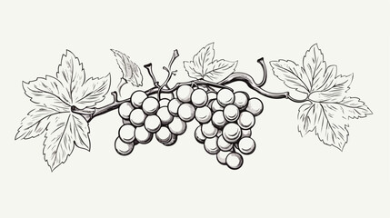 Hand drawn monochrome branch of grape vine with lea