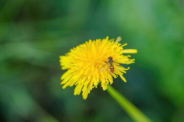 Bee on a yellow flower in summer