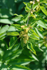 Branch with ripe and unripe fruits of White mulberry or Morus alba tree in garden